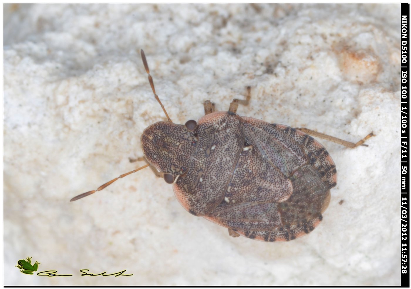 Sciocoris sp. da Stintino