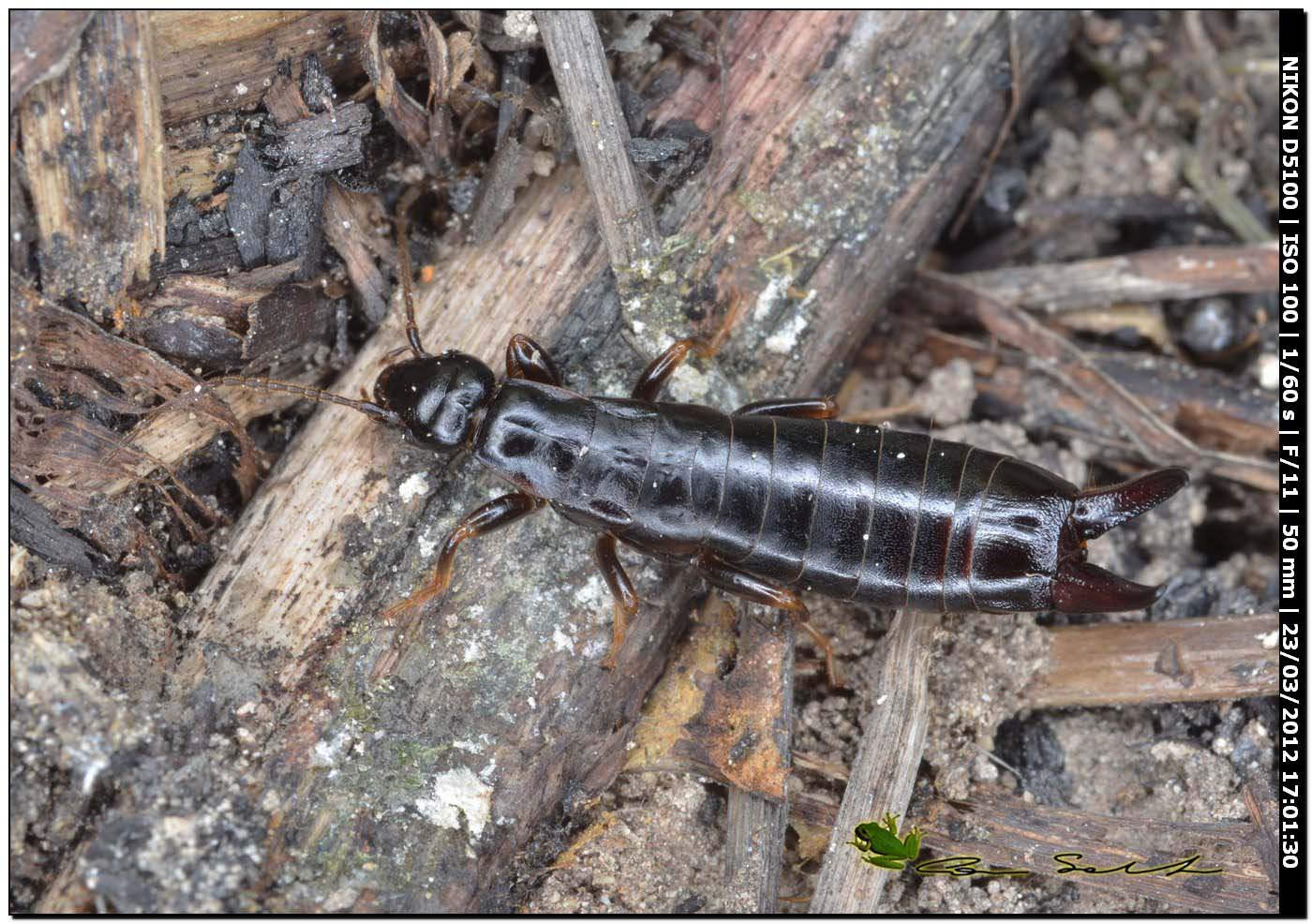 Euborellia moesta