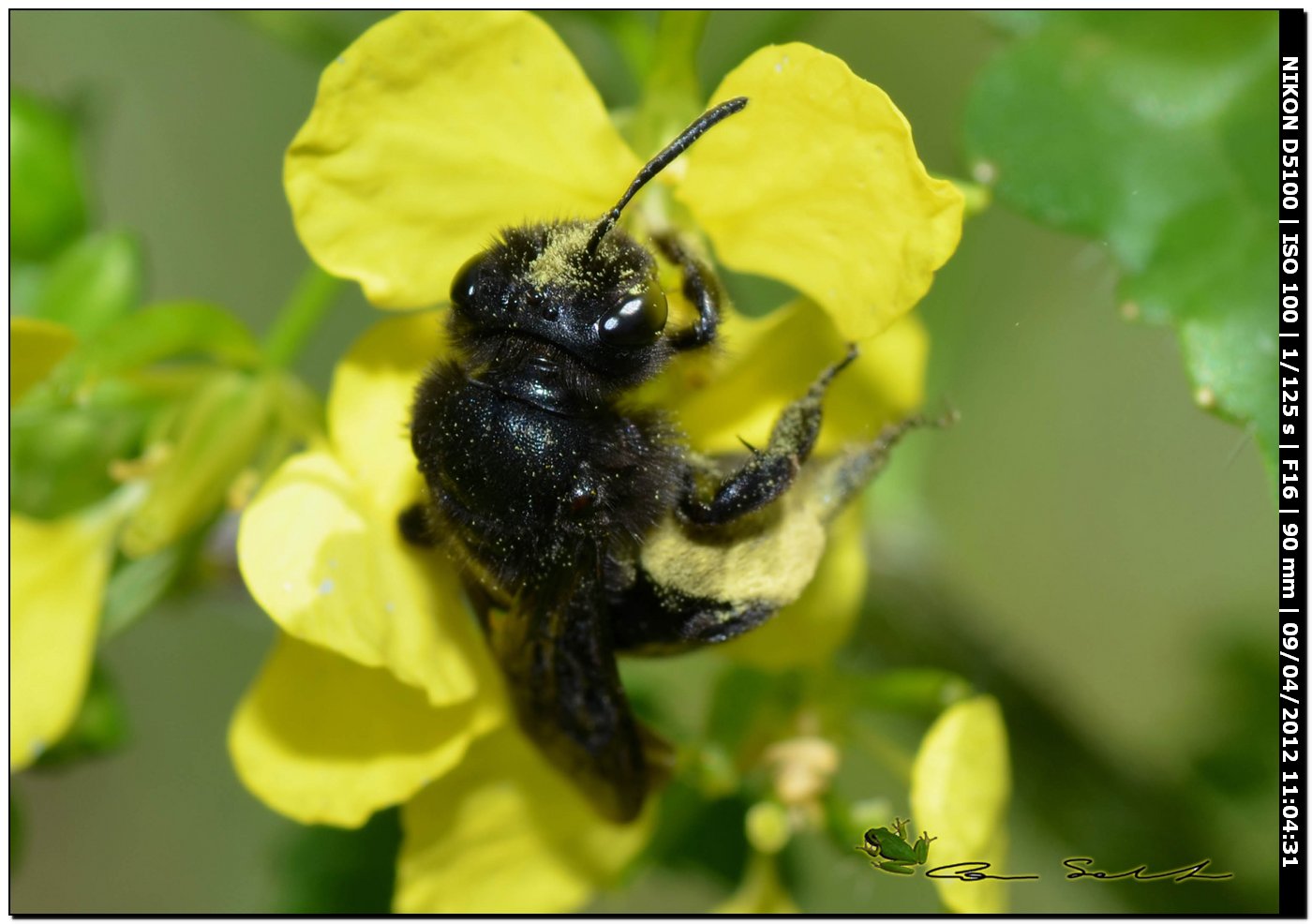 Femmina di Andrena pilipes