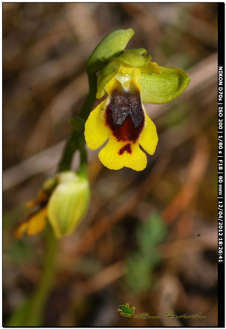 Orchidea da id. 6