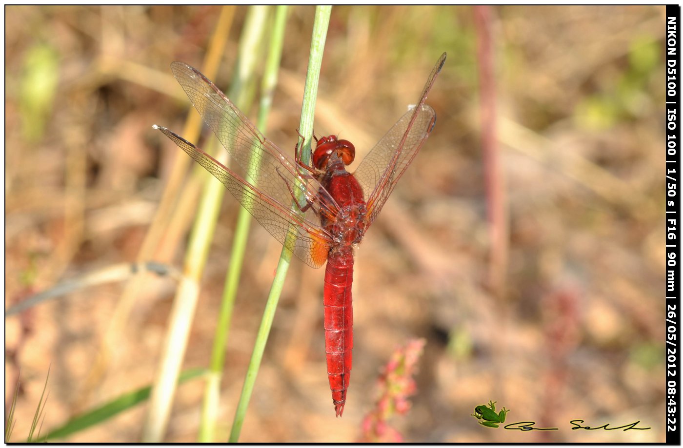 Crocothemis erythraea ♂