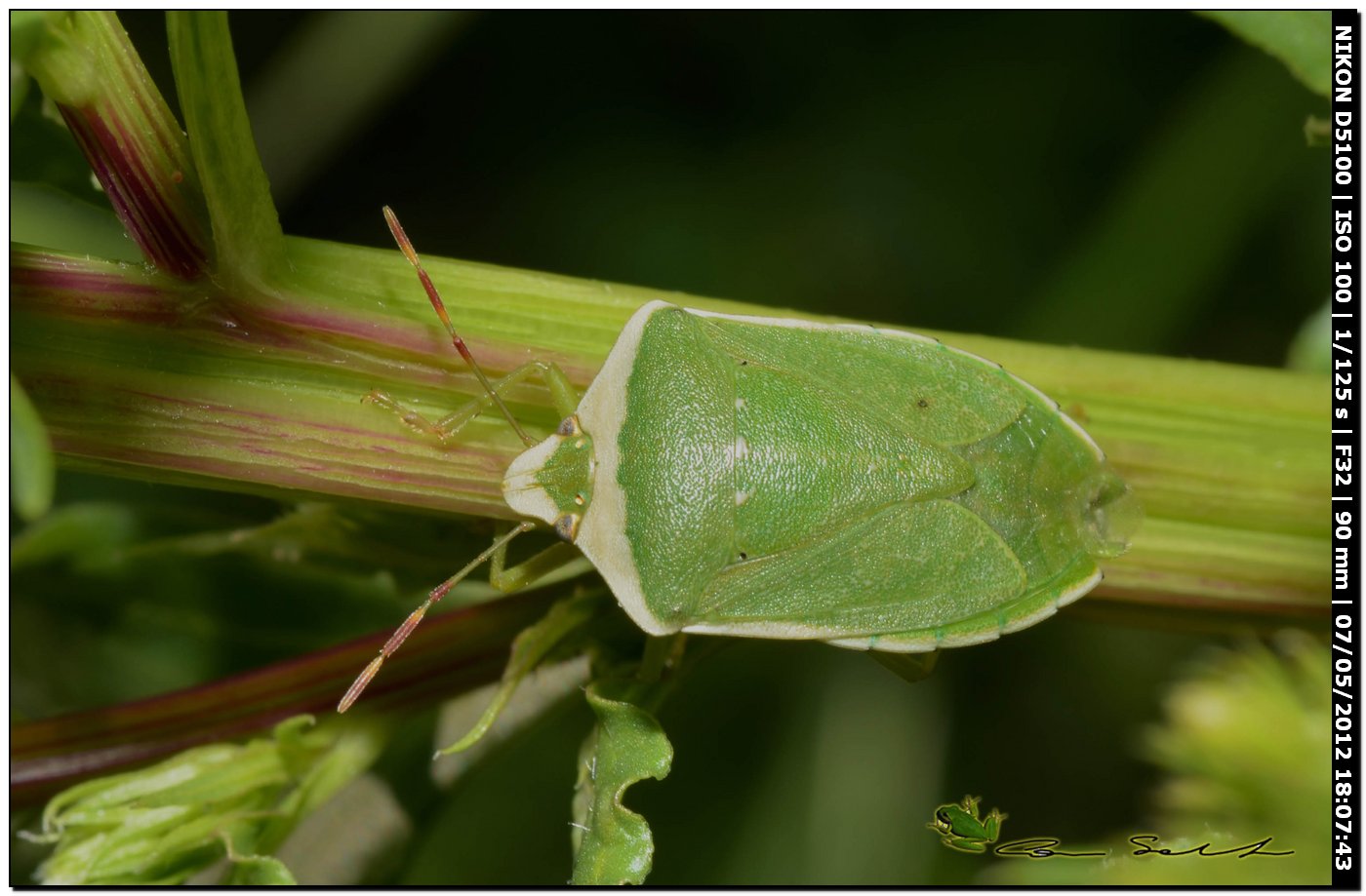 Nezara viridula forma torquata