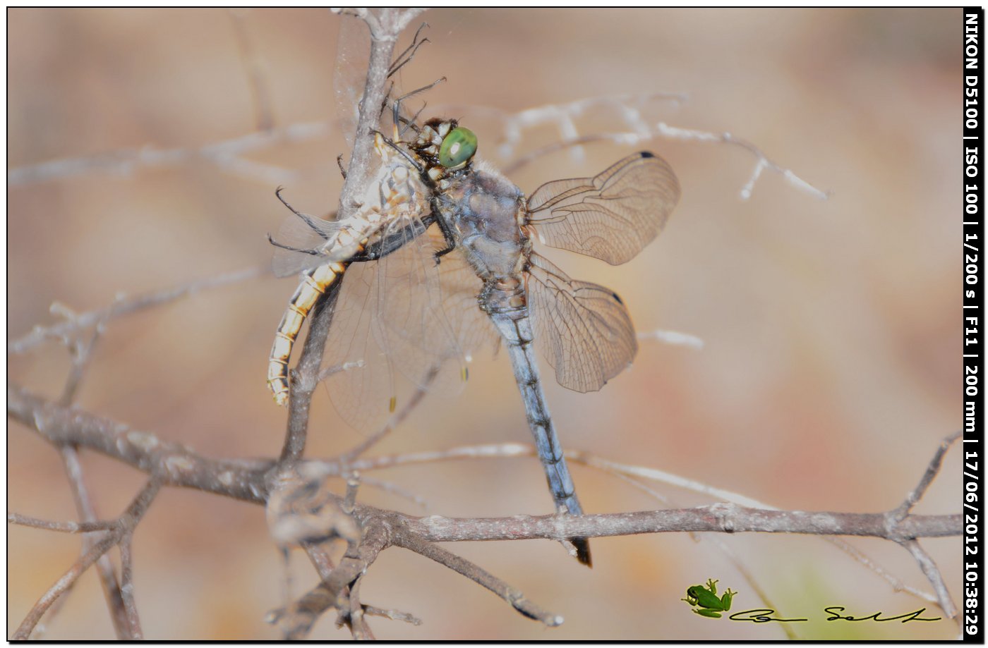 Libellula predata da Orthetrum cancellatum ♂