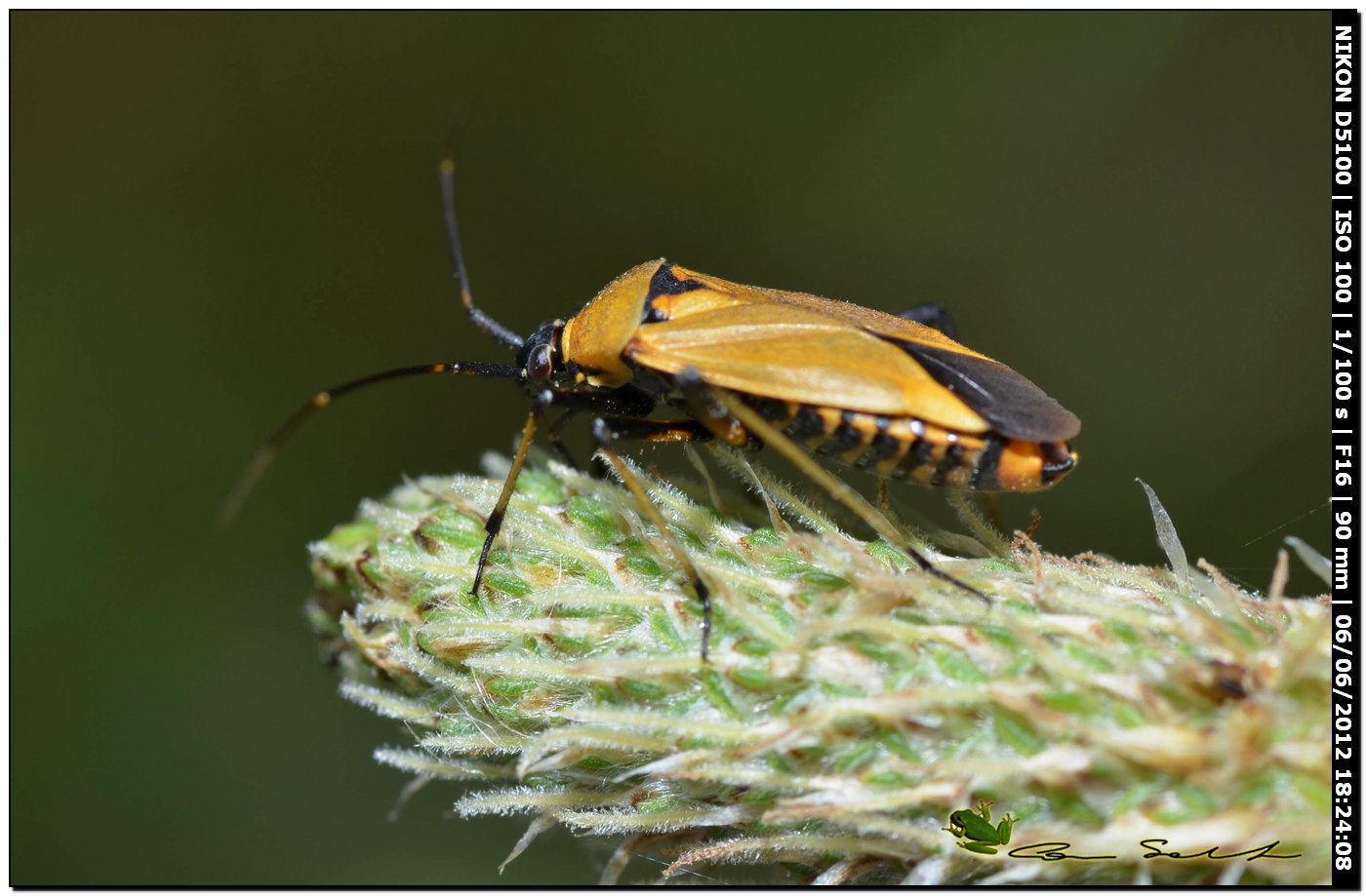 Miridae: Calocoris nemoralis f. pallida