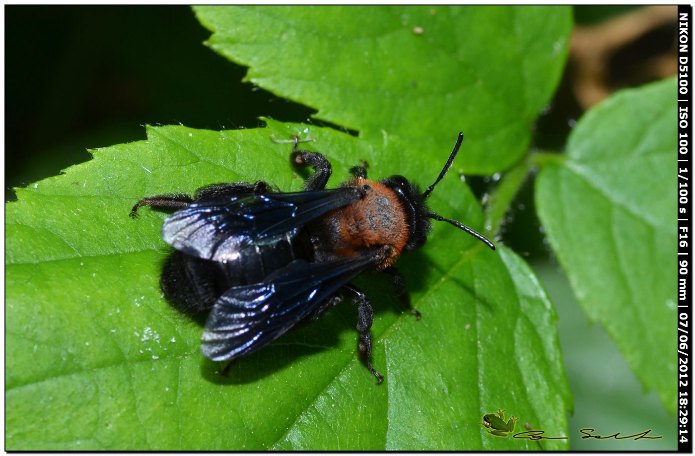 Andrena thoracica