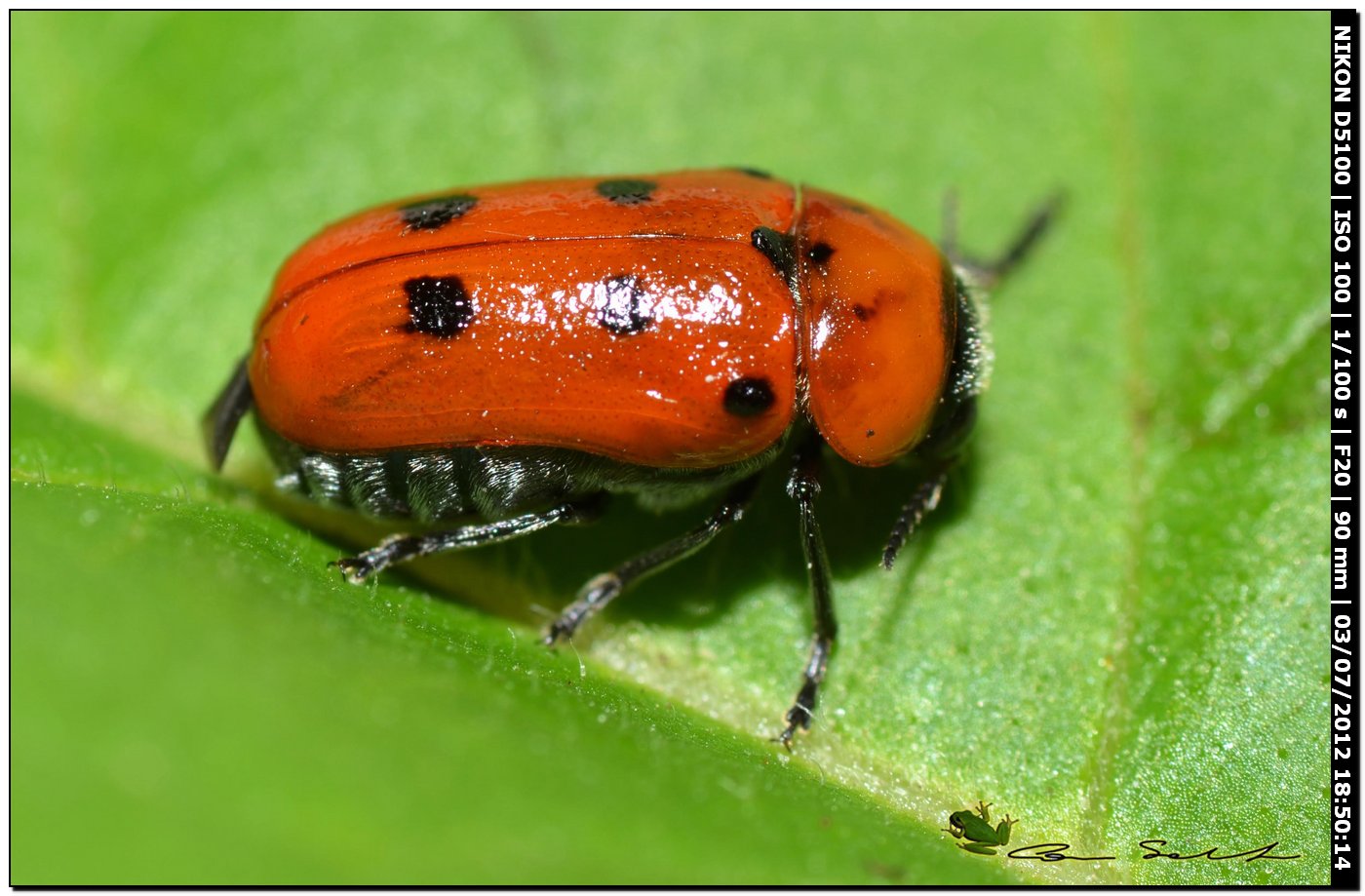 Chrysomelidae, Tituboea biguttata