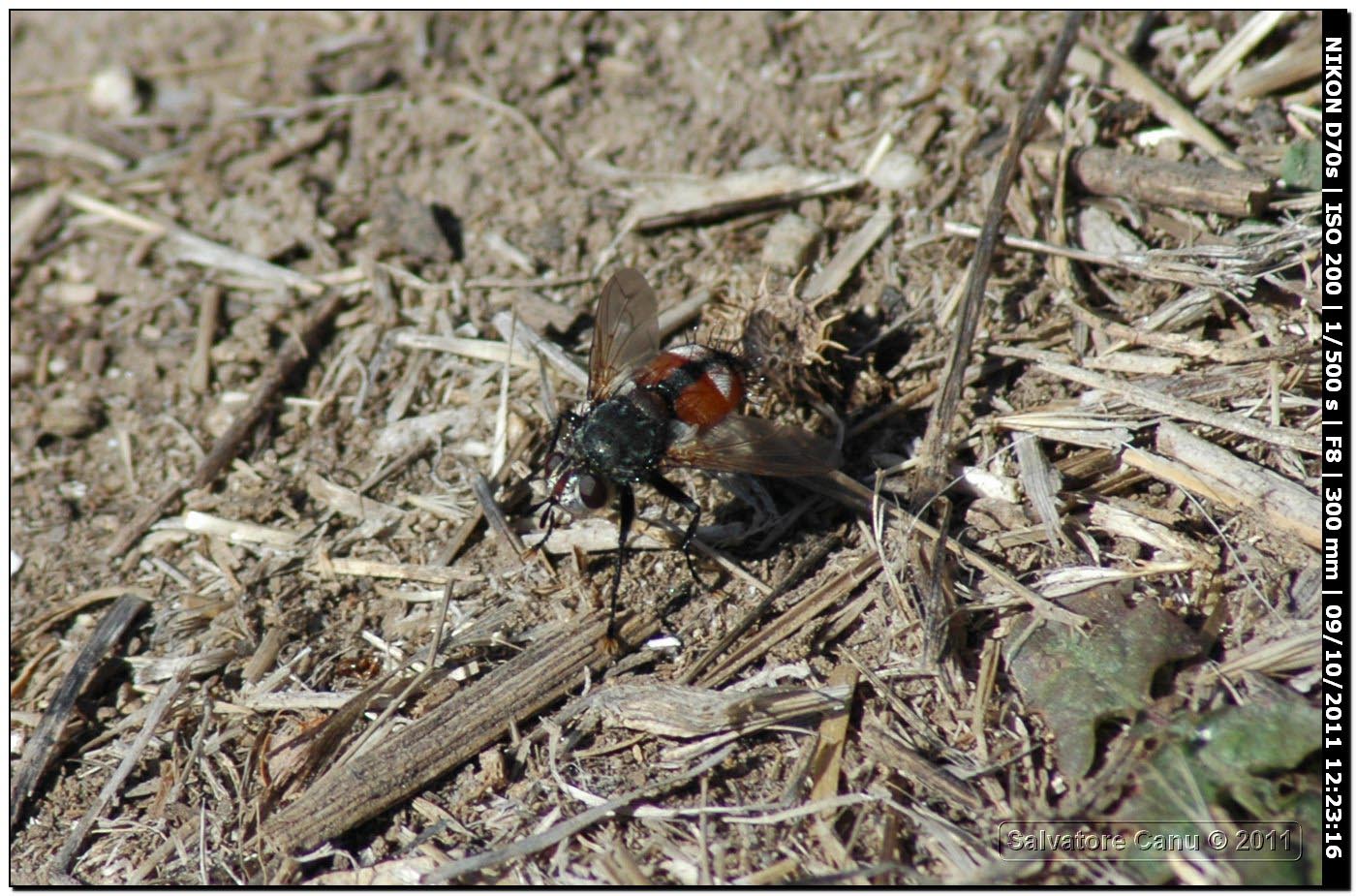 Peleteria rubescens ♂ (Tachinidae)