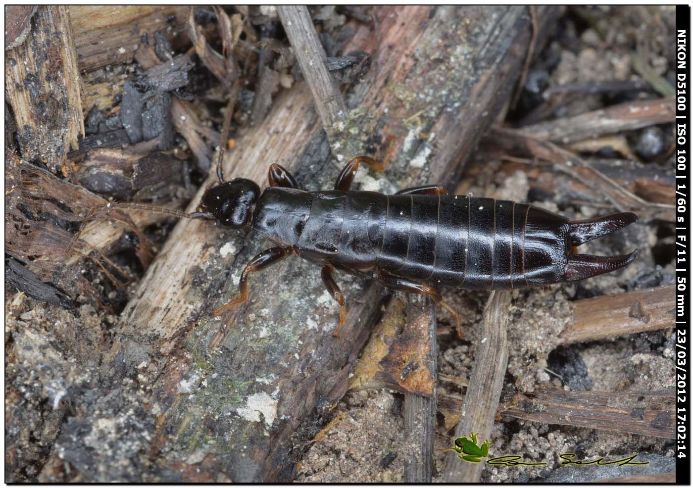 Euborellia moesta