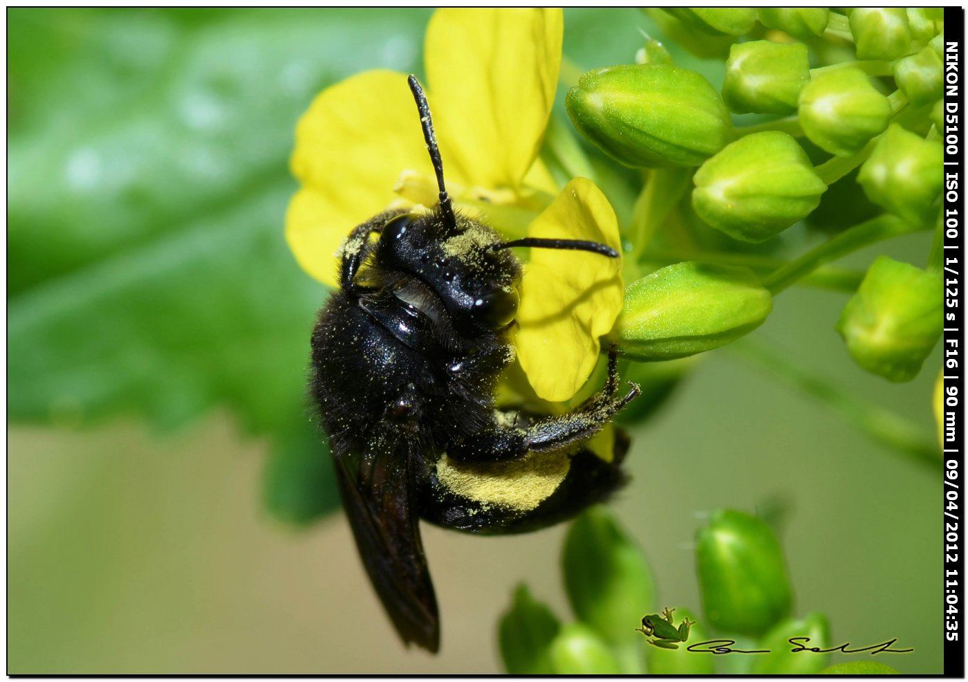 Femmina di Andrena pilipes