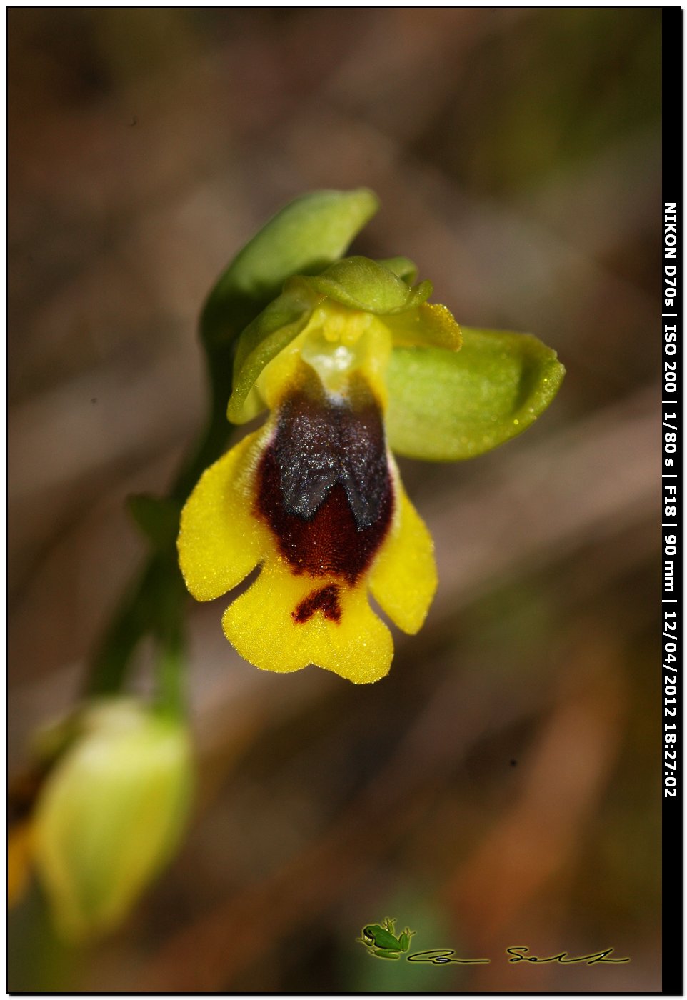 Orchidea da id. 6