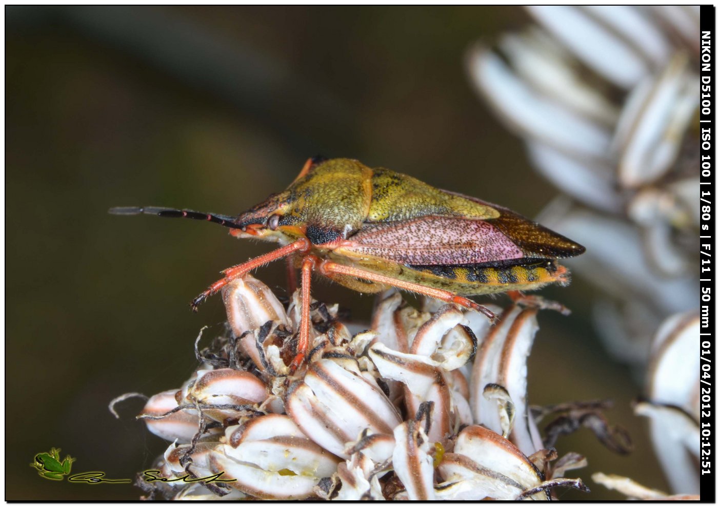 Carpocoris mediterraneus