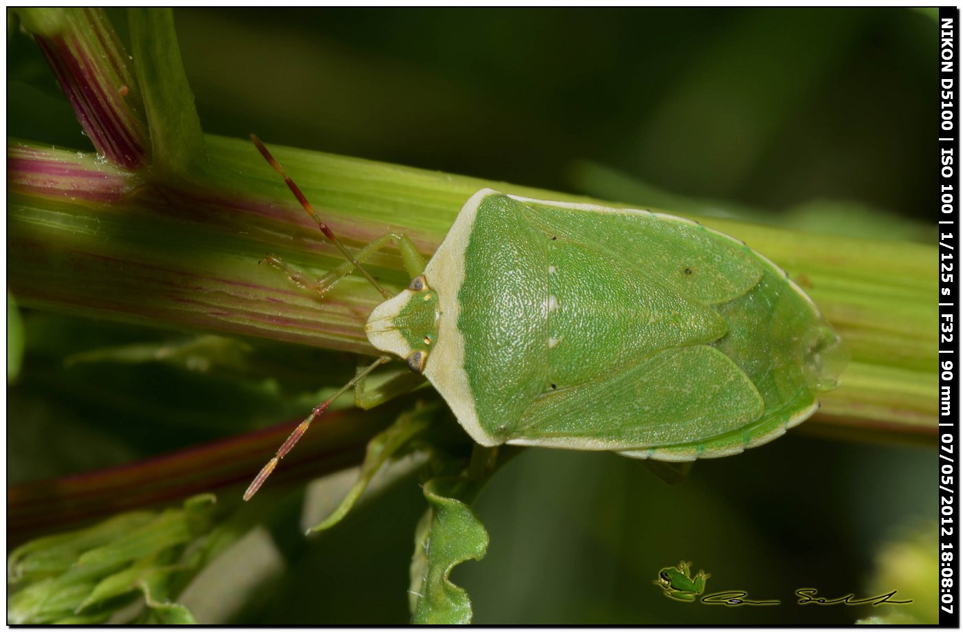 Nezara viridula forma torquata