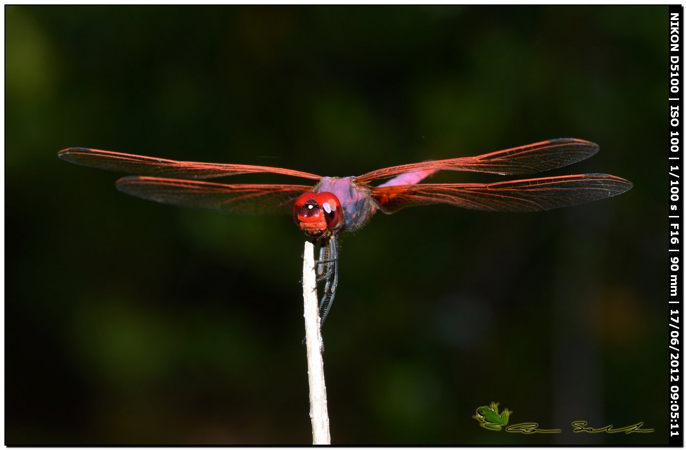 Trithemis annulata ♂