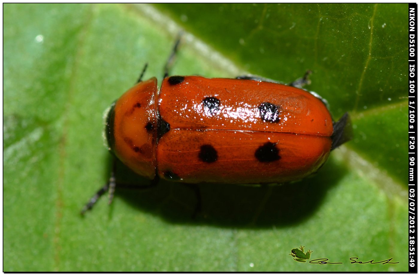 Chrysomelidae, Tituboea biguttata