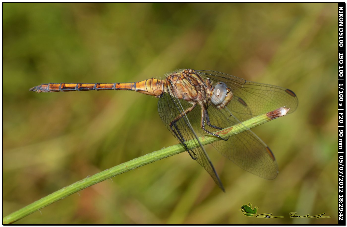 Orthetrum coerulescens anceps ♂