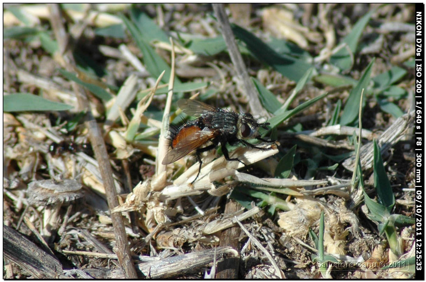 Peleteria rubescens ♂ (Tachinidae)