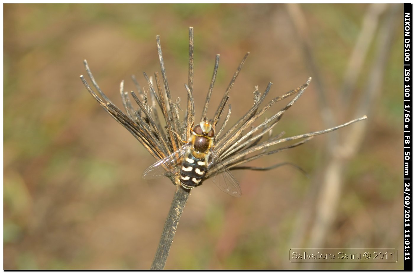 Eupeodes sp. o Scaeva sp.?Scaeva pyrastri