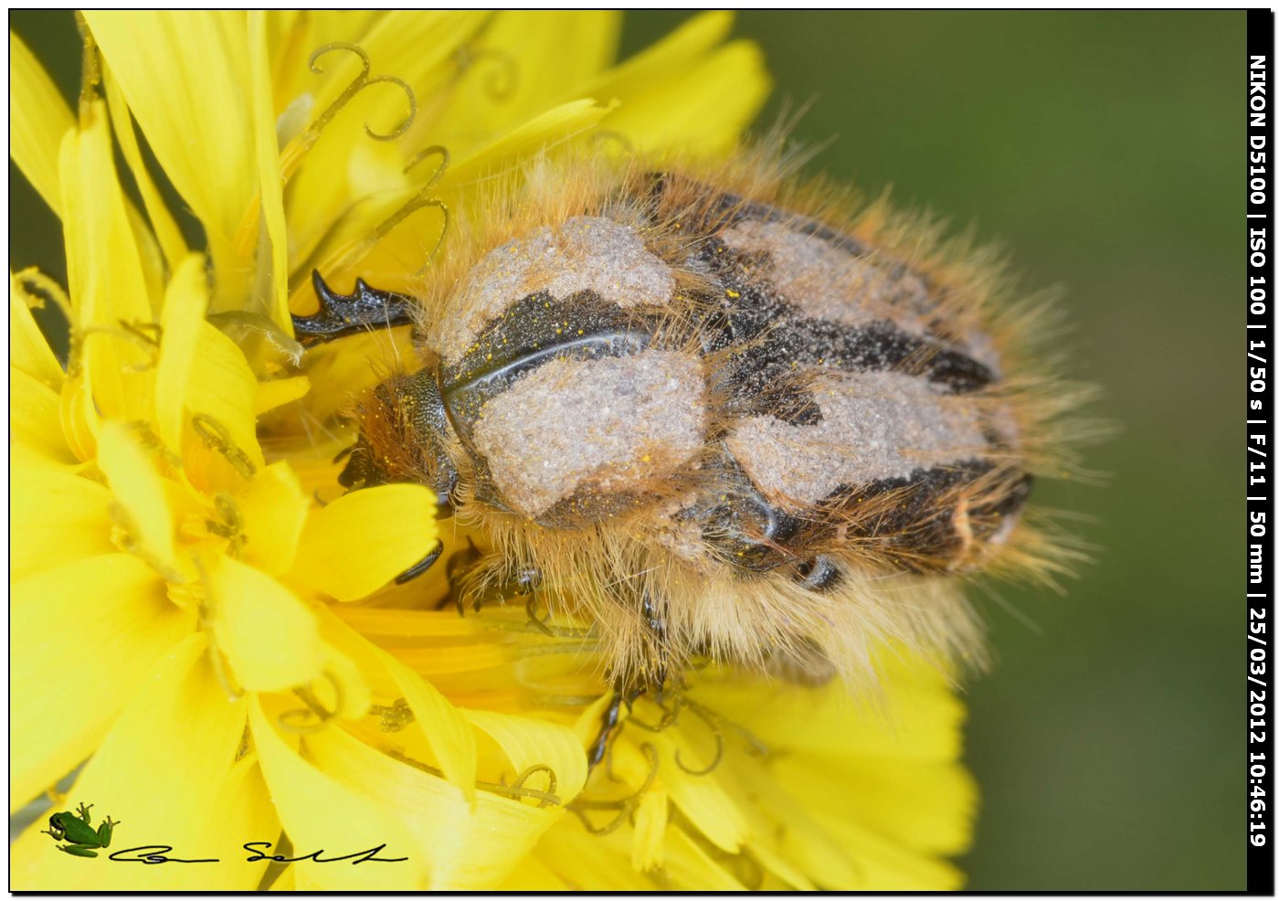 Tropinota incrostata