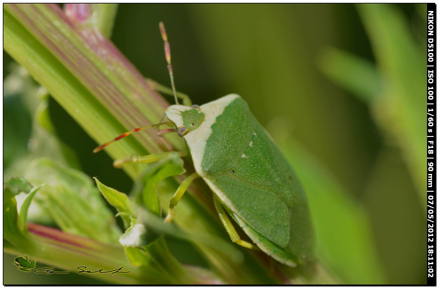 Nezara viridula forma torquata