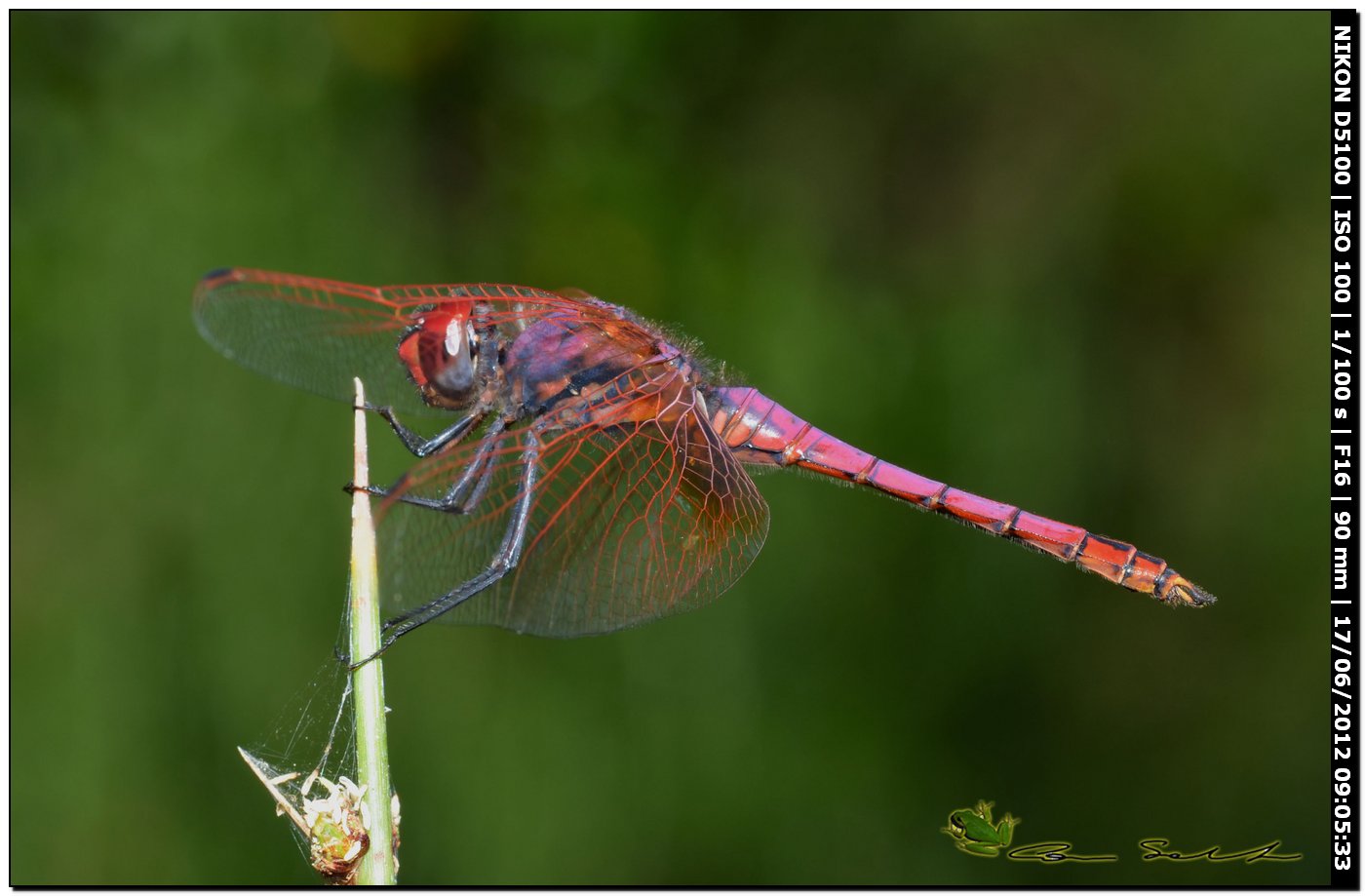 Trithemis annulata ♂