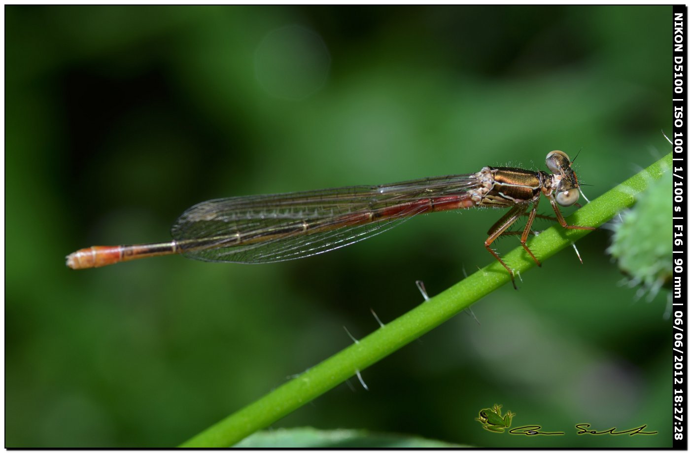 Ceriagrion tenellum ♀