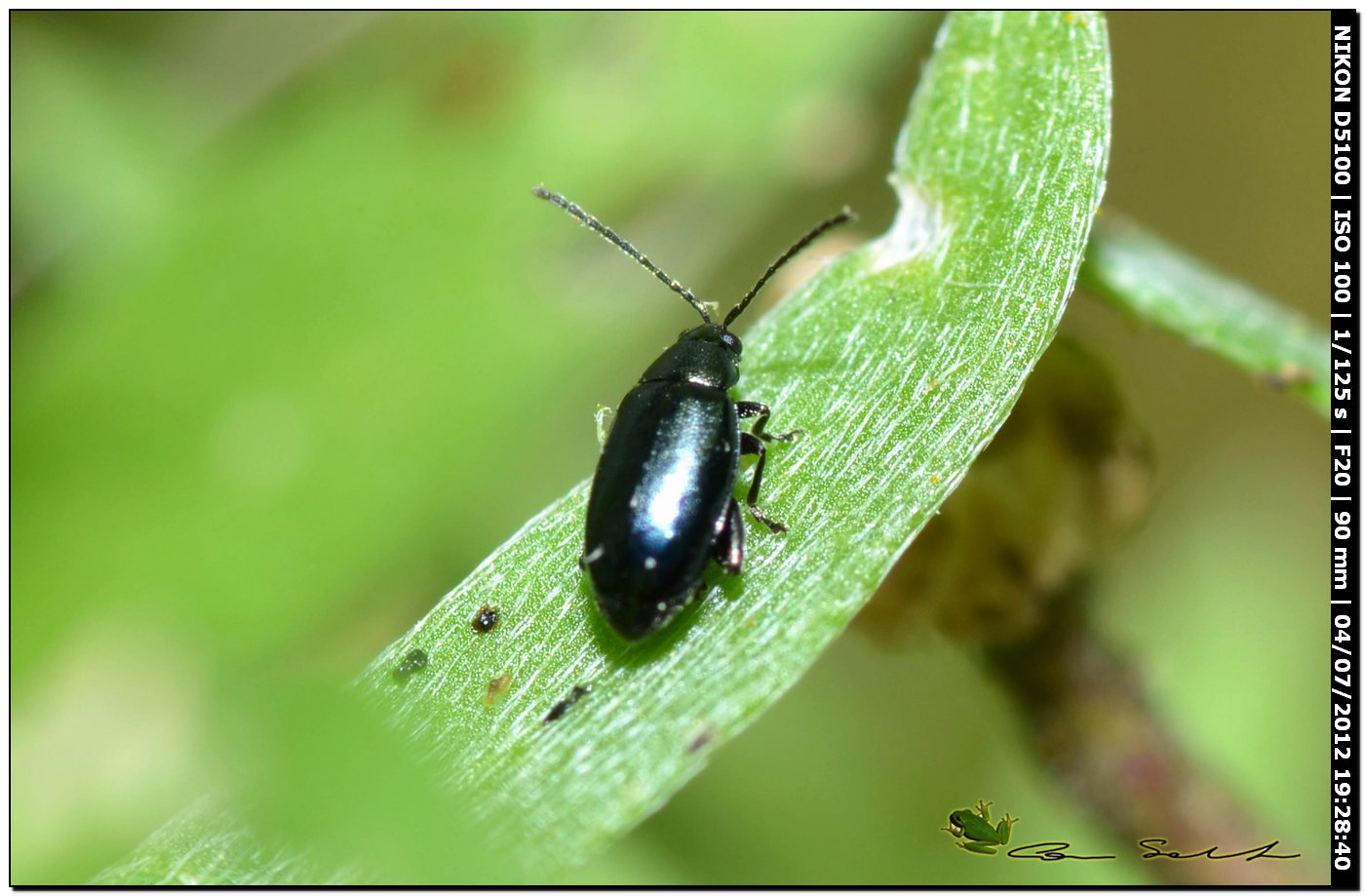 Chrysomelidae? 2