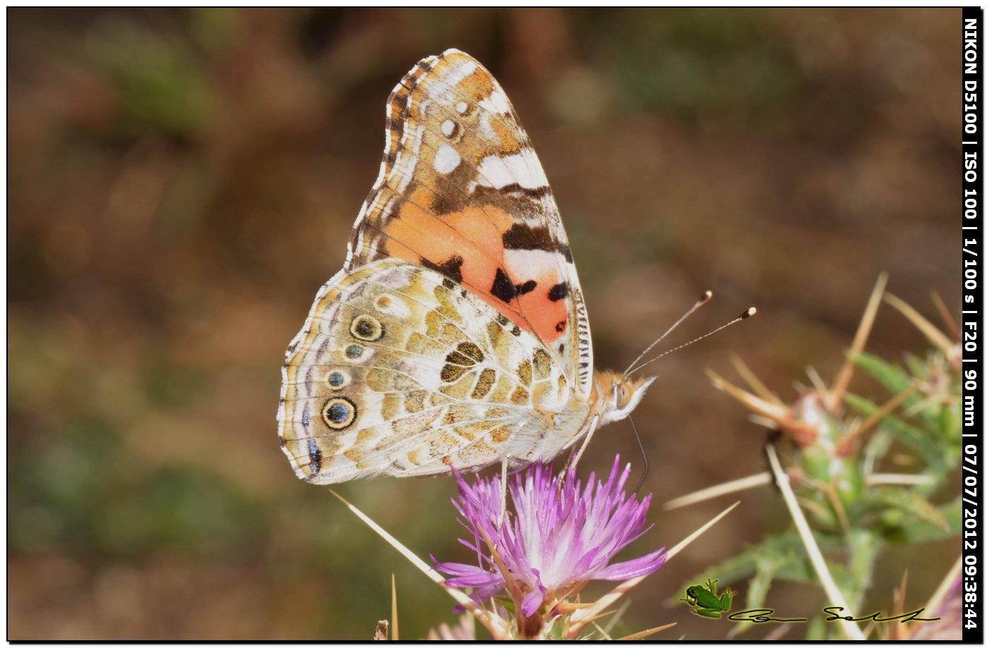 Nymphalidae? da determinare