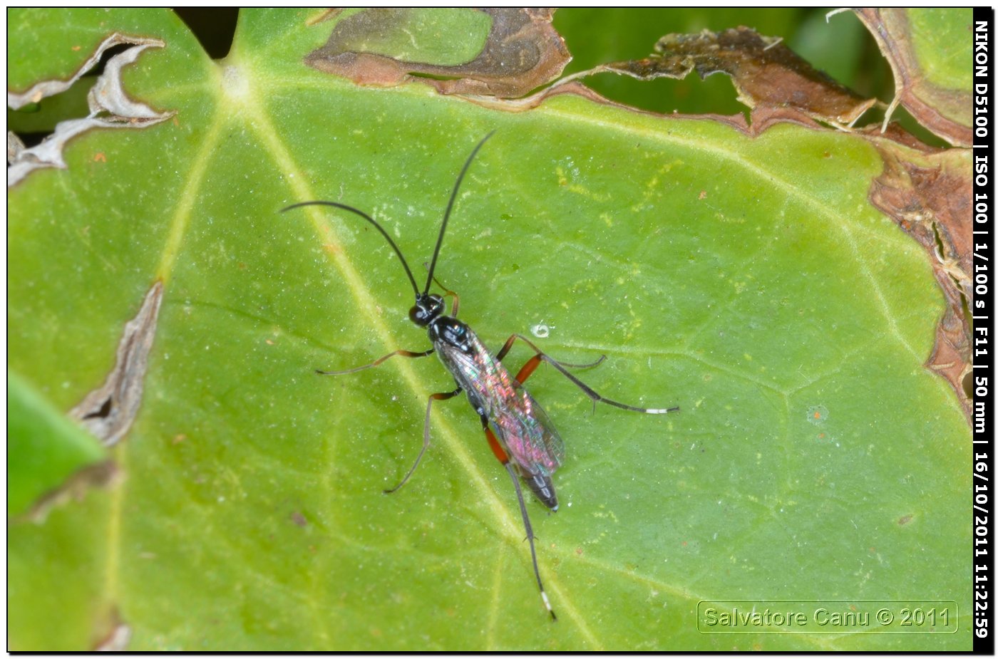 Sphecidae? No. Ichneumonidae