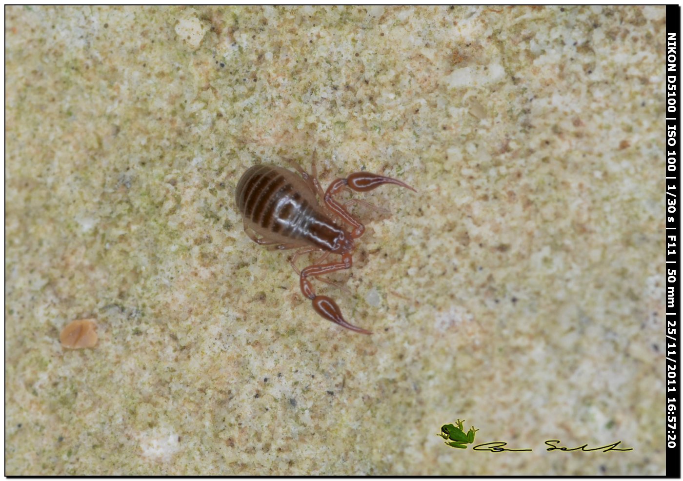 Pseudoscorpioni : Neobisium (Neobisium)sp. (Neobisiidae)