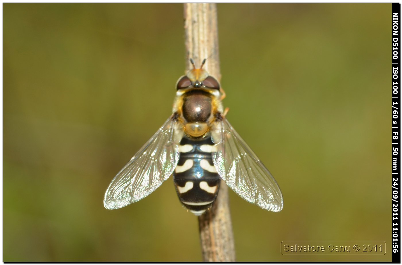 Eupeodes sp. o Scaeva sp.?Scaeva pyrastri