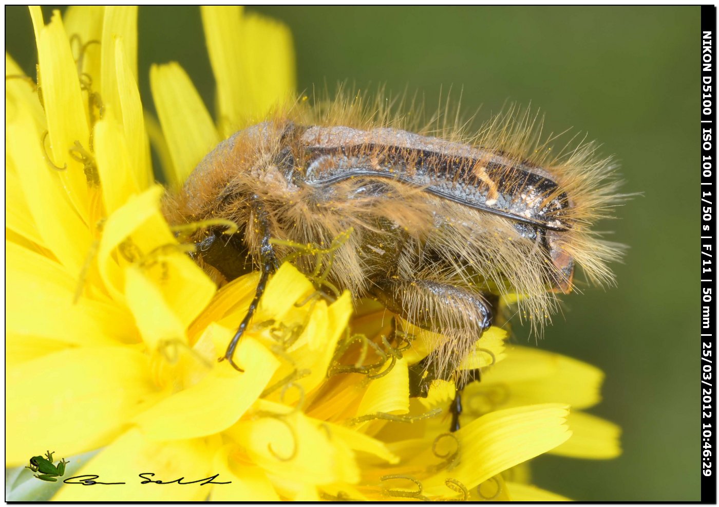 Tropinota incrostata