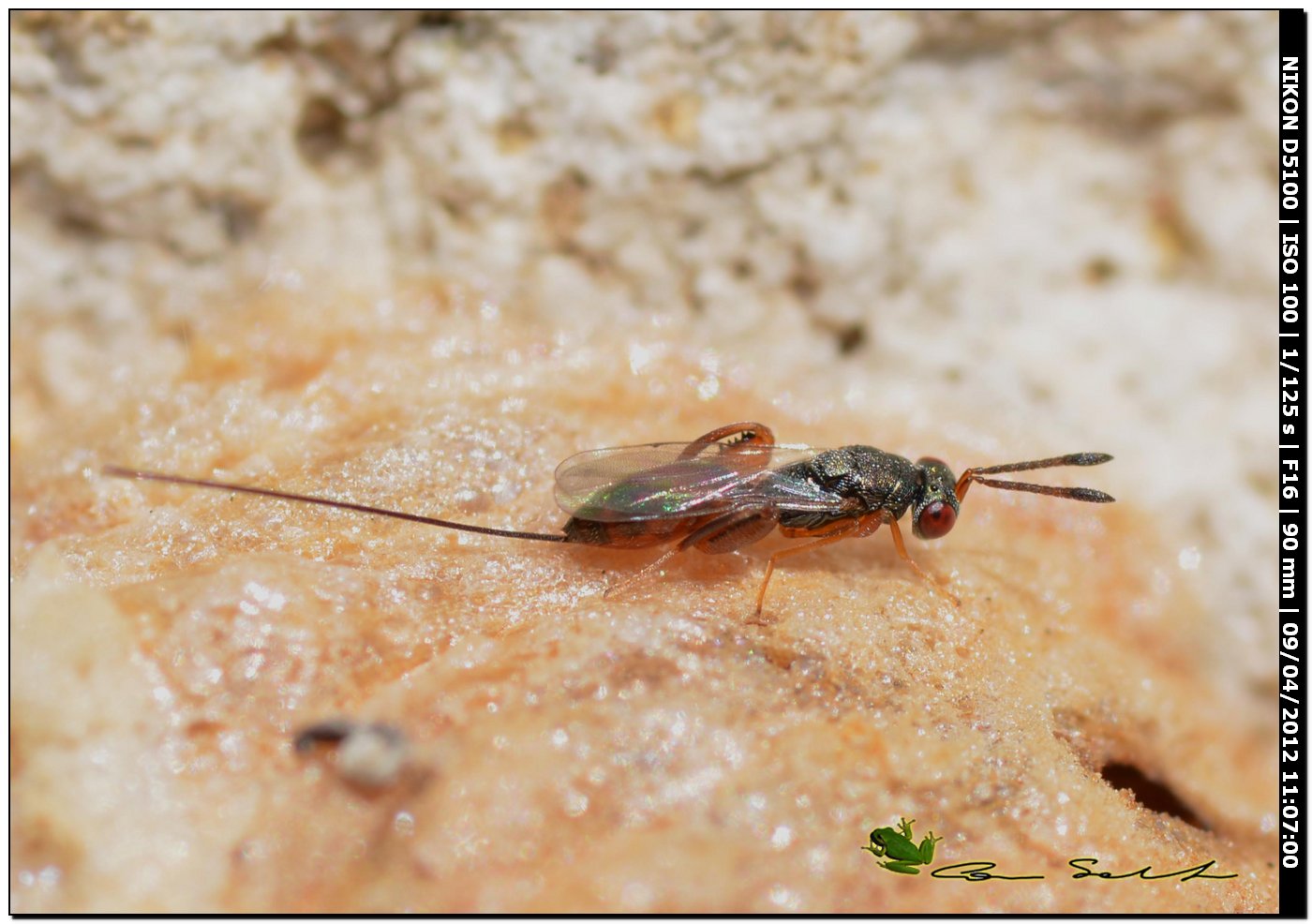 Ichneumonidae? da Usini 2