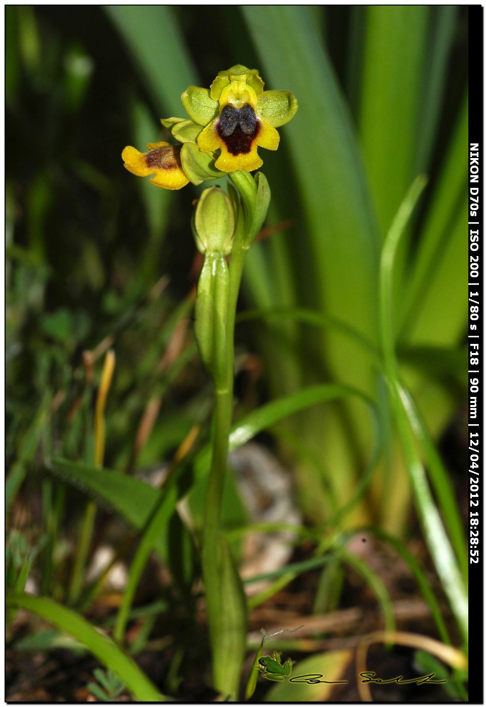 Orchidea da id. 7