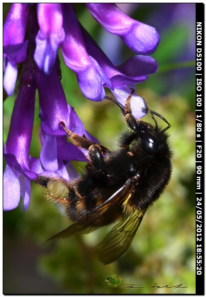 Bombus sp. da id. 2