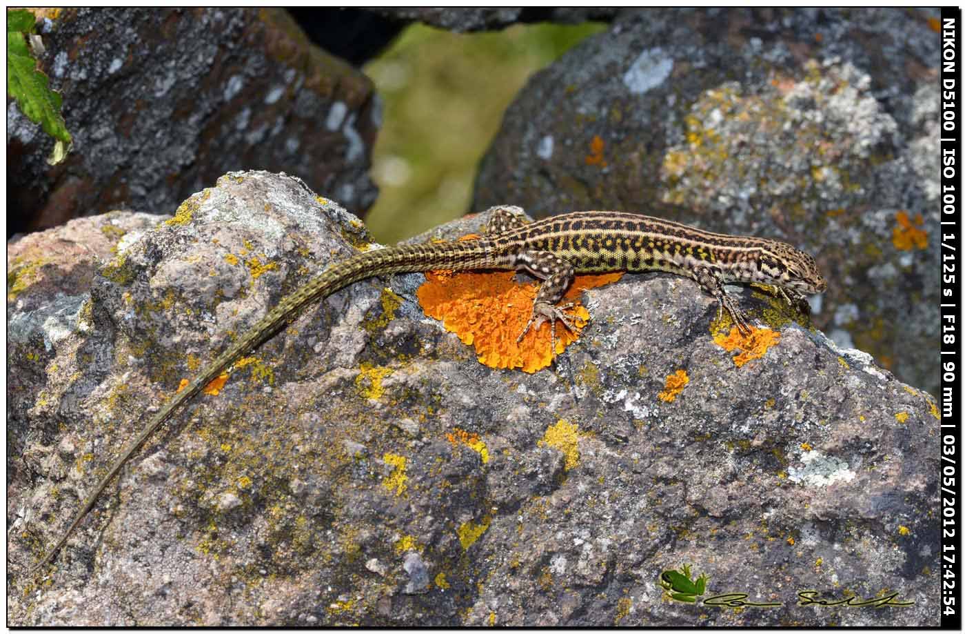 Podarcis tiliguerta, primi avvistamenti