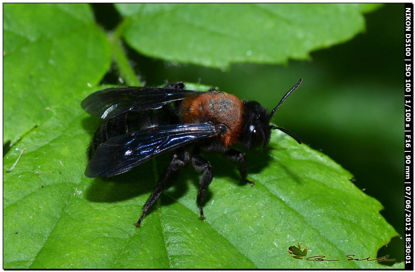 Andrena thoracica