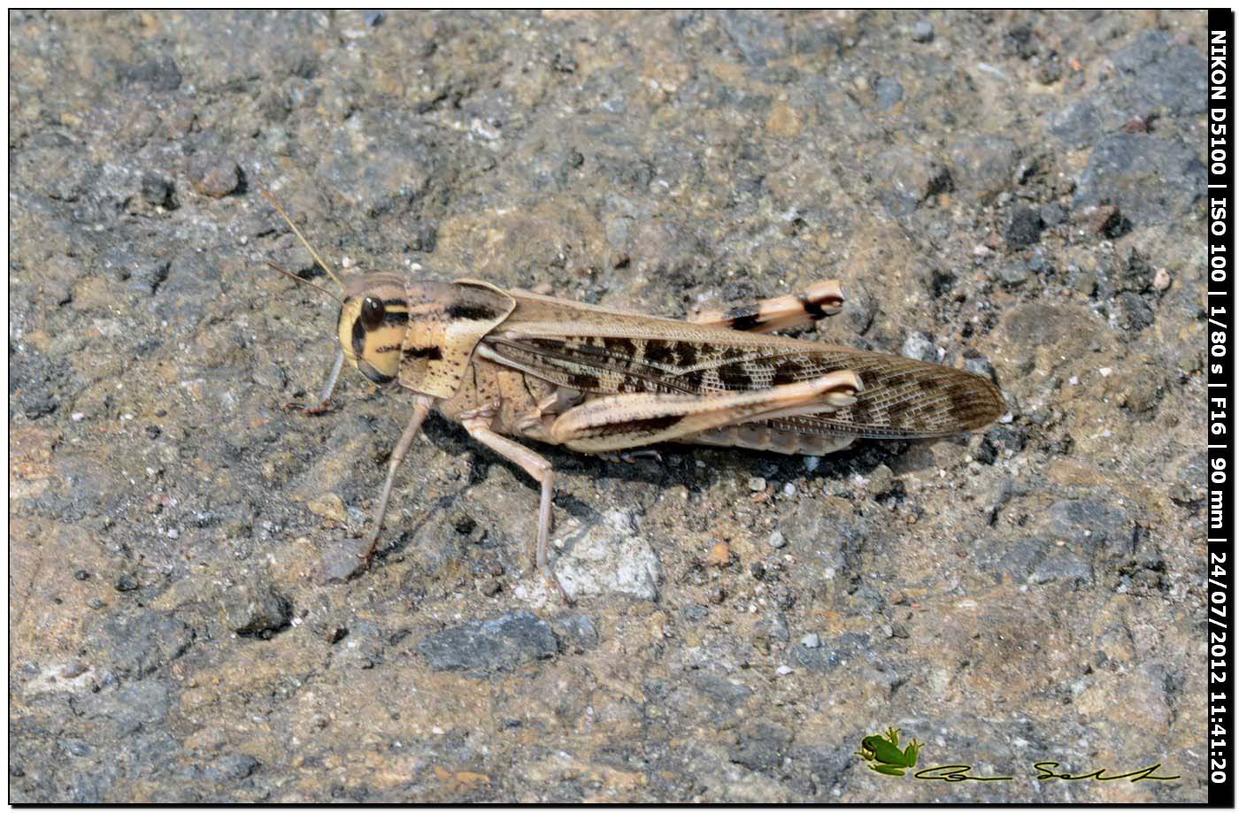 Locusta migratoria