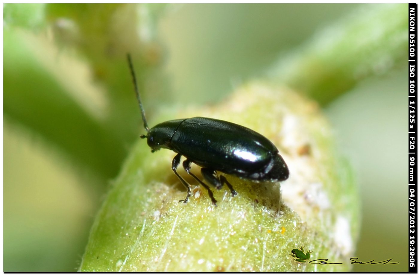 Chrysomelidae? 2