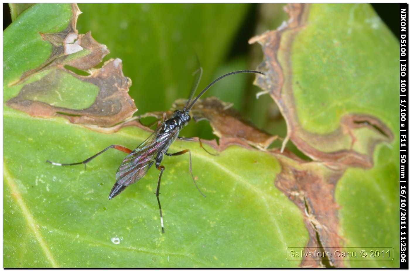 Sphecidae? No. Ichneumonidae