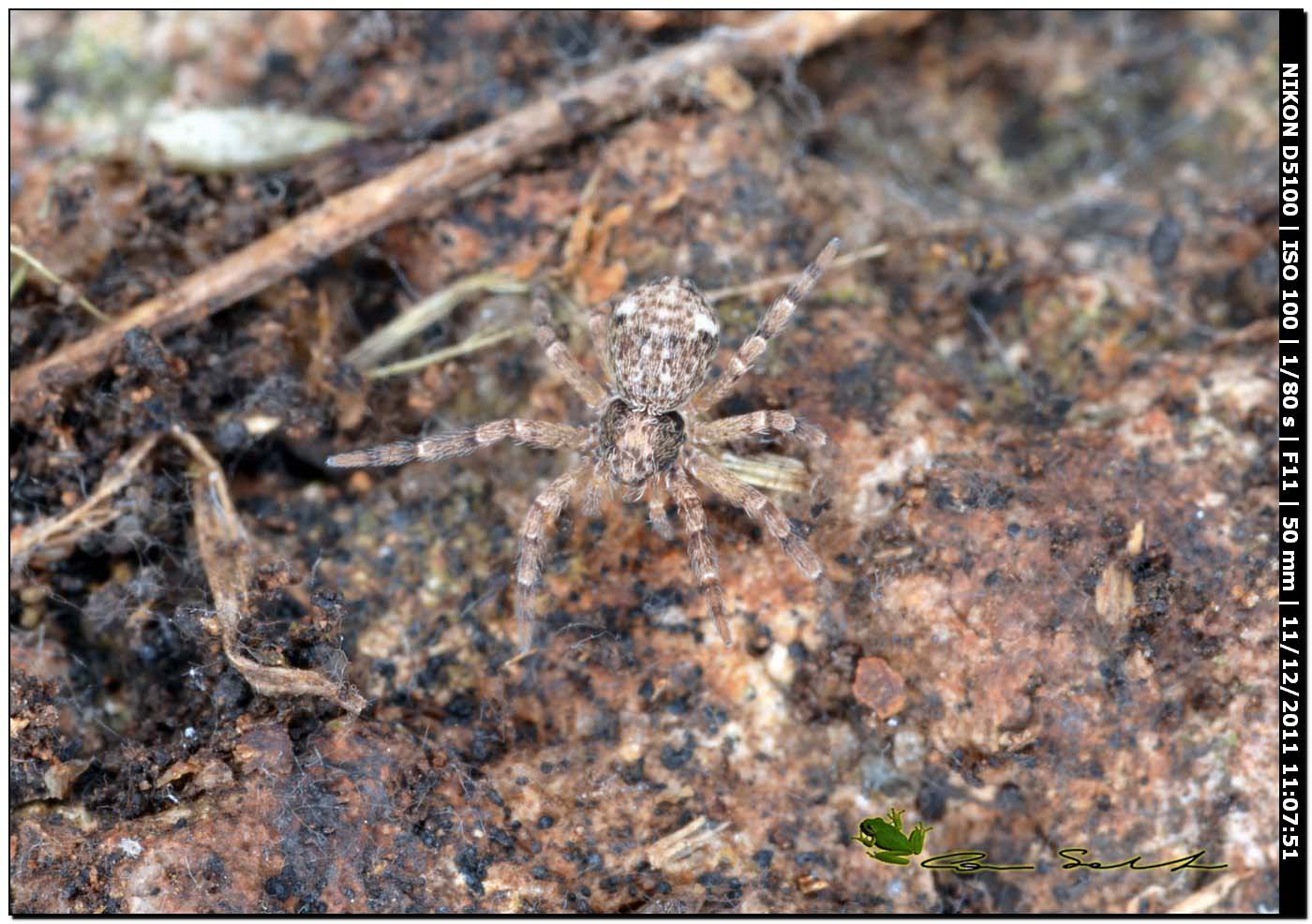 Philodromus sp.