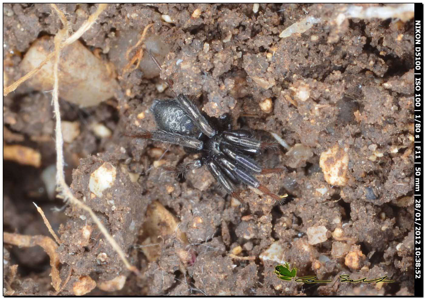 Gnaphosidae: Setaphis carmeli (cfr.)