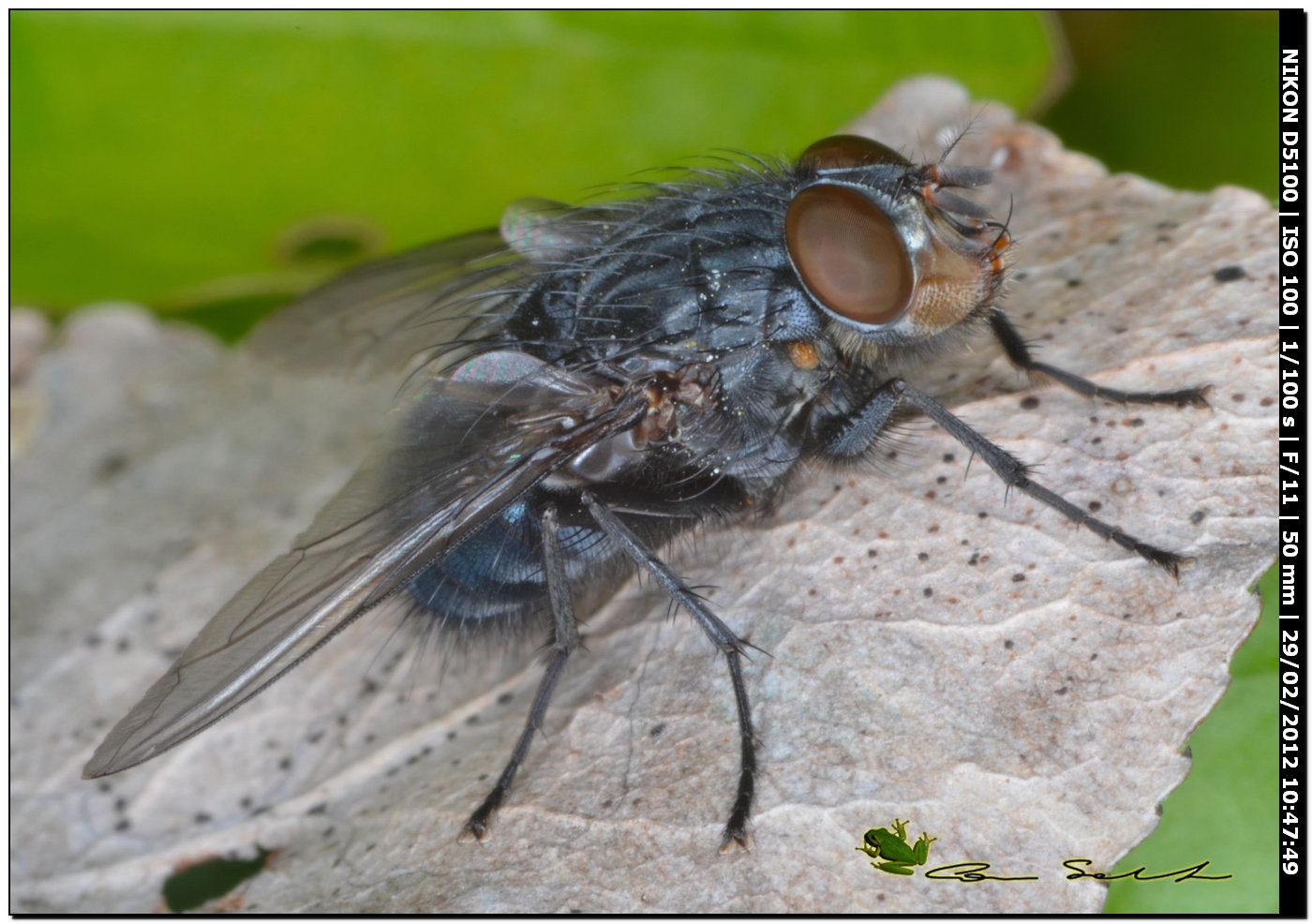 Diptera da id.