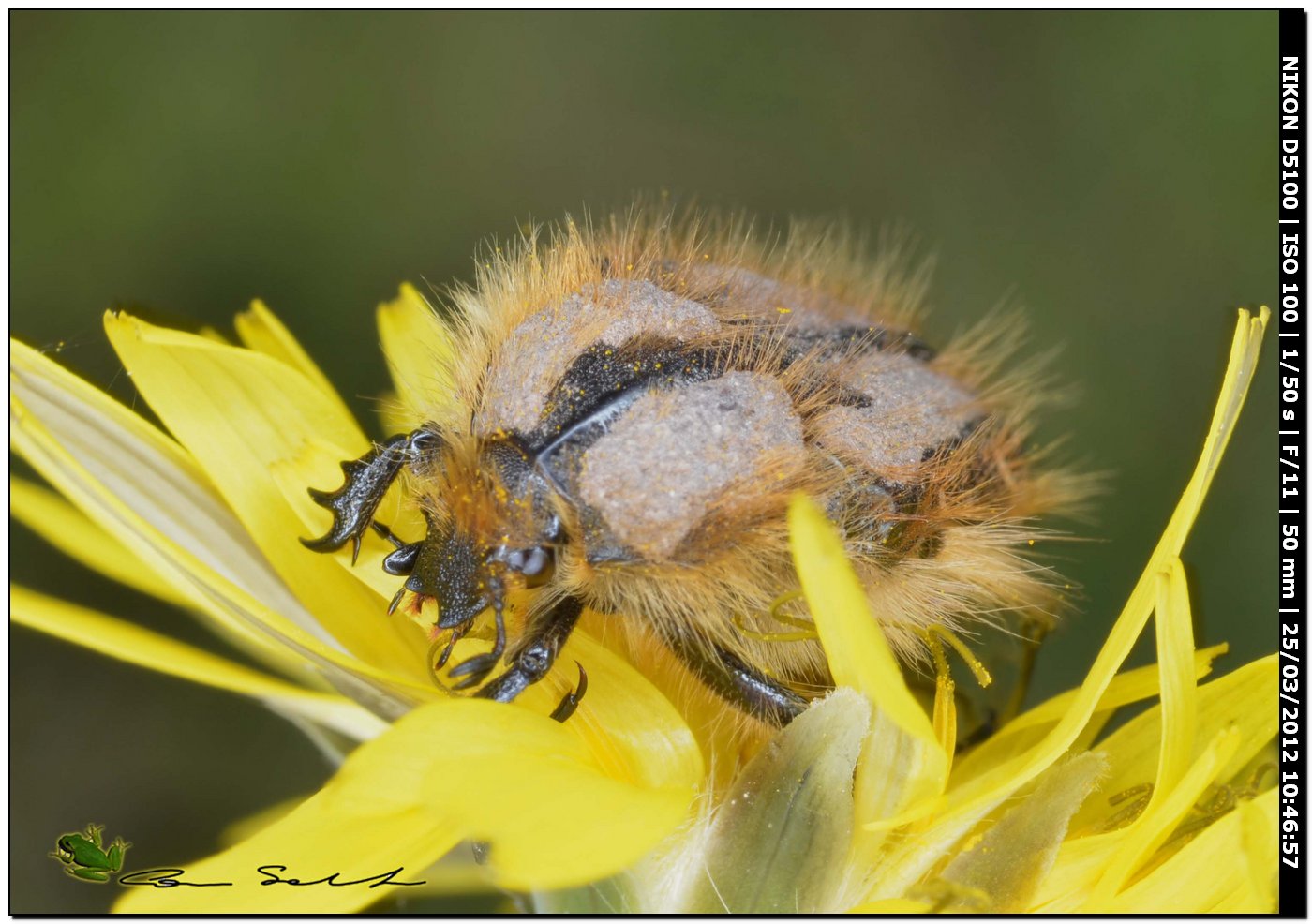 Tropinota incrostata