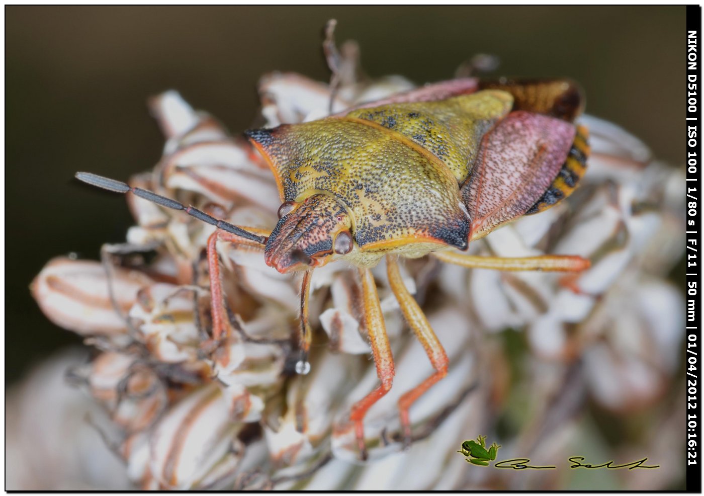 Carpocoris mediterraneus