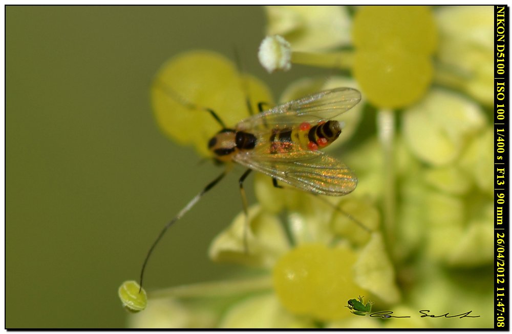 Piccolo Chiromidae? parassitato