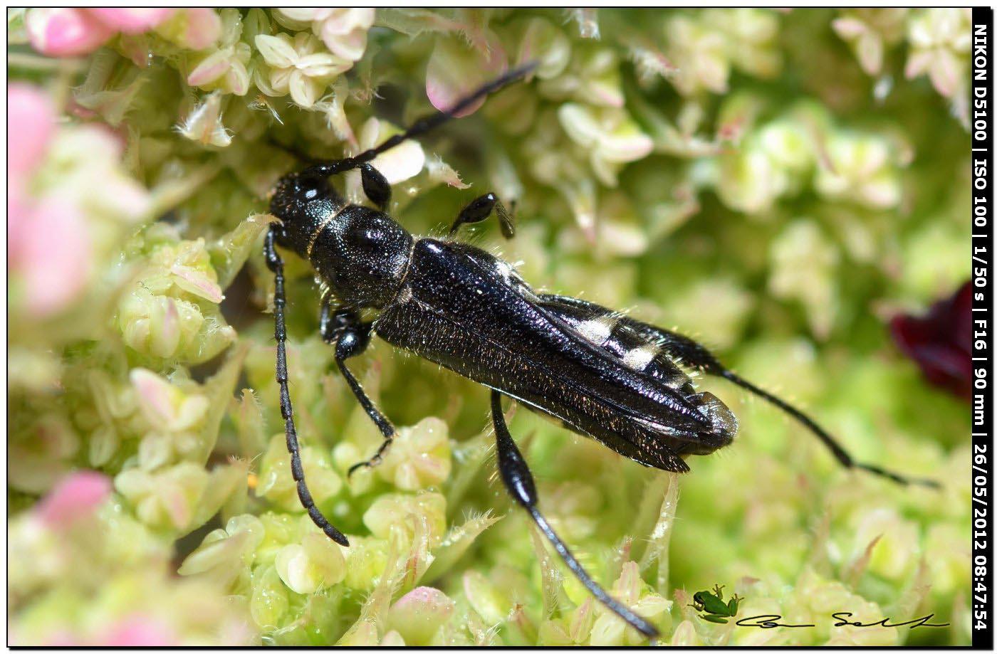 Oedemera atrata