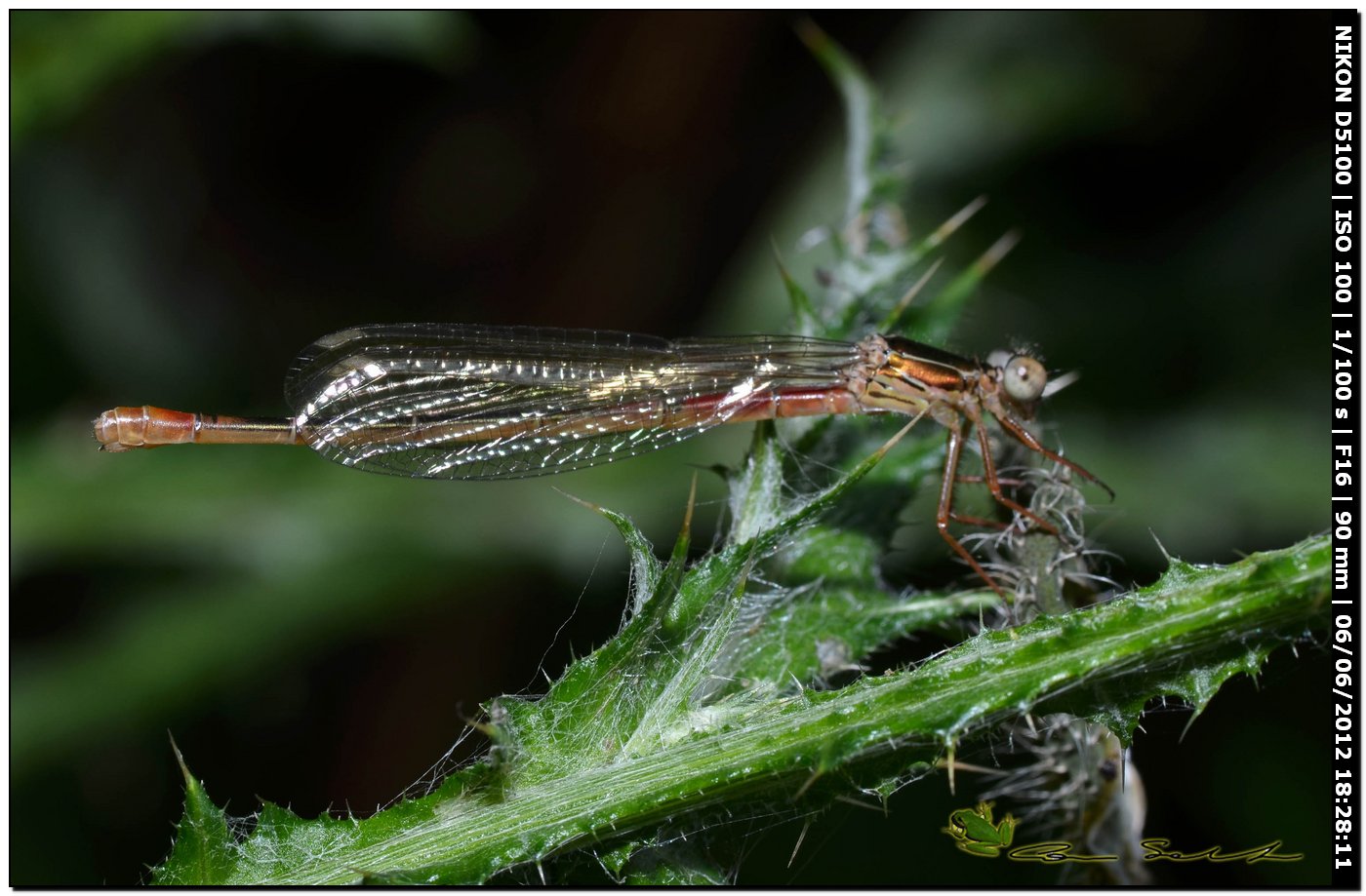 Ceriagrion tenellum ♀