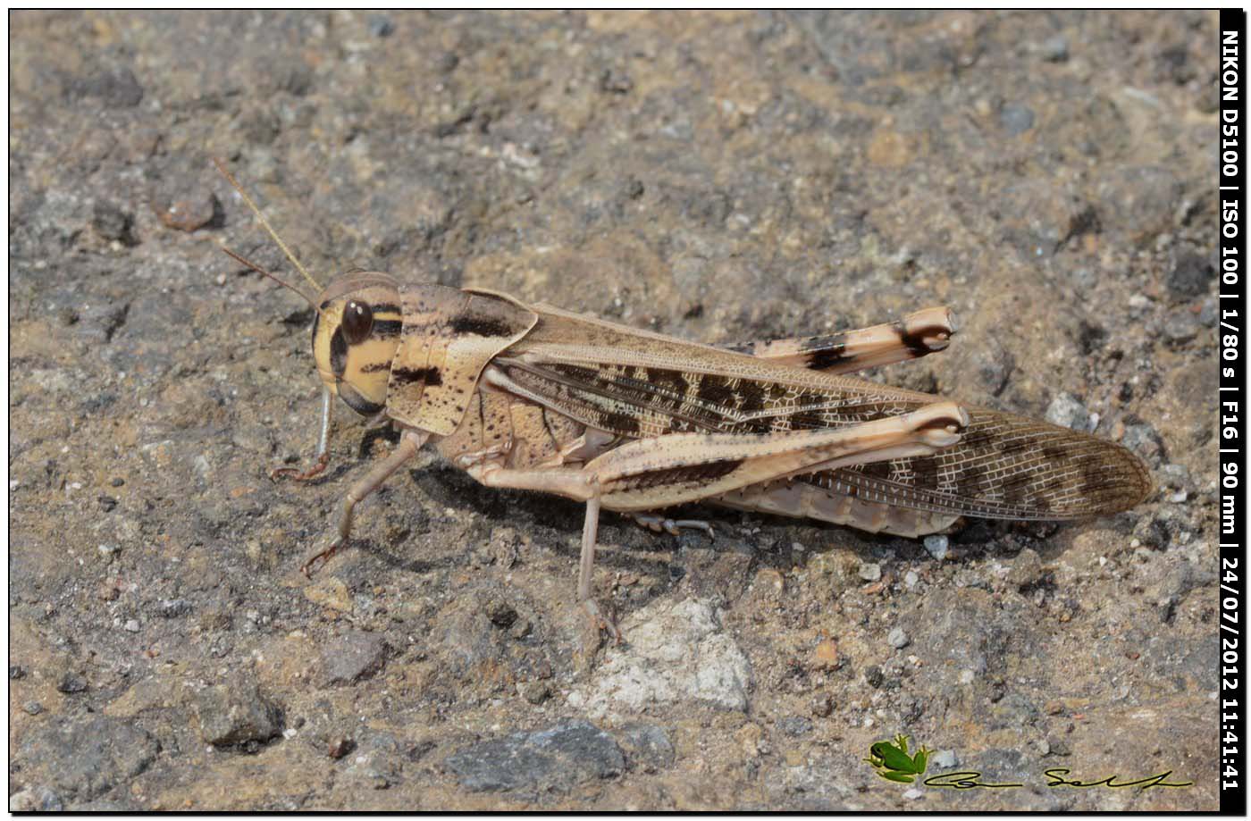 Locusta migratoria