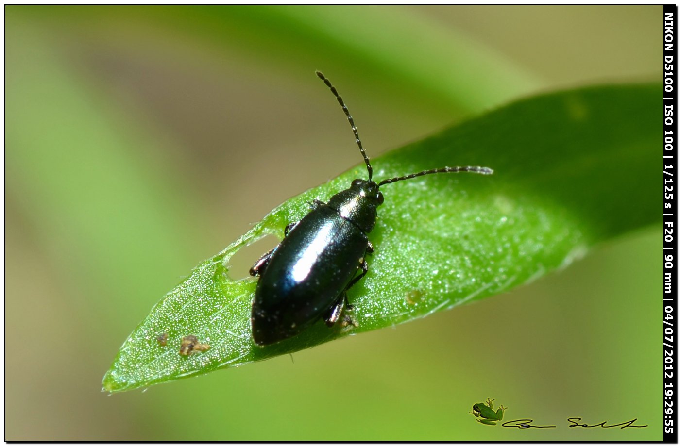 Chrysomelidae? 2