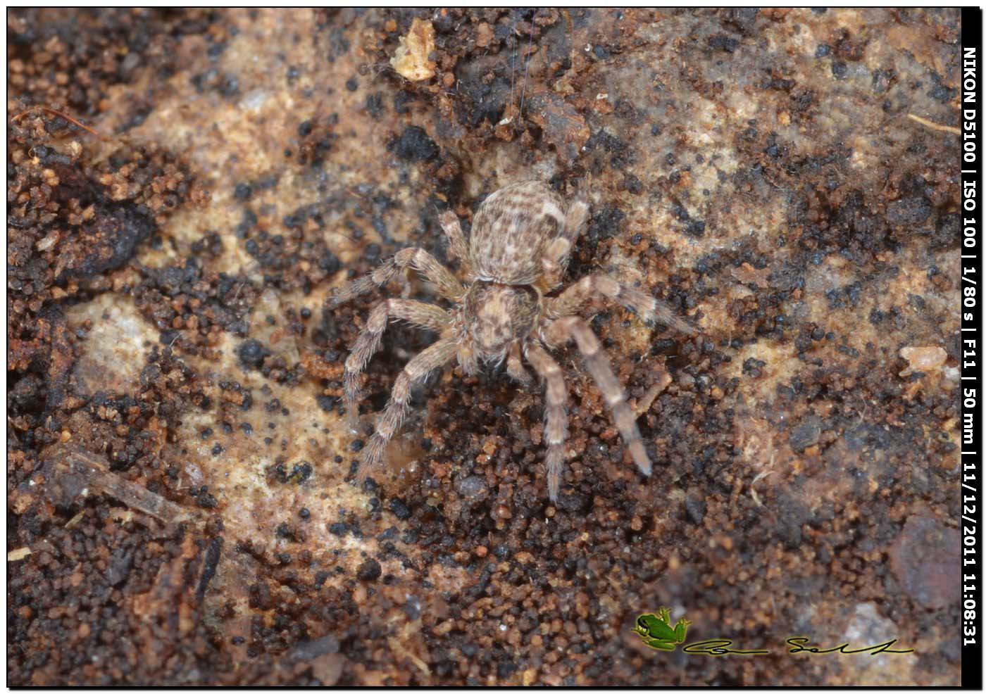 Philodromus sp.